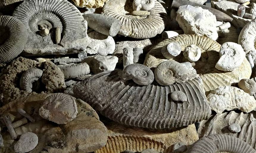 Останки моллюсков рассказали о дне, случившемся 70 миллионов лет назад.